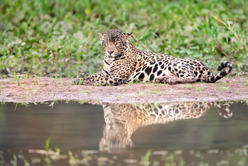 Close up of a Jaguar lying on a river bank