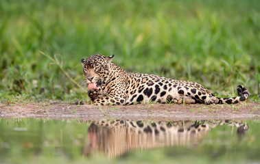 Fototapeta na wymiar Close up of a Jaguar licking its paw