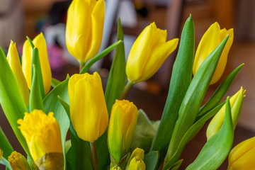 Fototapeta premium Bouquet of yellow tulips and daffodils in a vase. Easter and spring greeting card. Women's day, March 8.