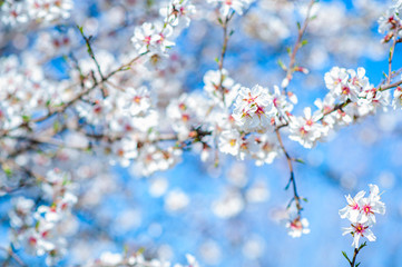 Gentle flowering almond tree. Branches of almond flowers in sunny den on the background of the blue-sky. Selective focus