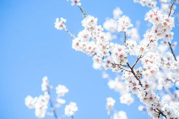 Gentle flowering almond tree. Branches of almond flowers in sunny den on the background of the blue-sky. Selective focus