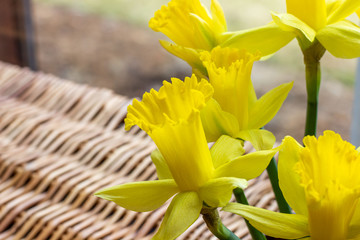 Bouquet of yellow daffodils  in a vase. Easter and spring greeting card. Women's day, March 8..