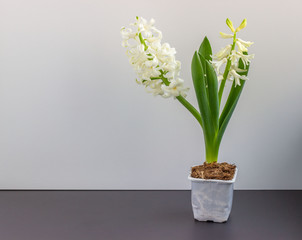 Young flowering hyacinth in a pot. Spring flowers, easter, holidays concept.