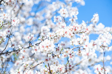 Gentle flowering almond tree. Branches of almond flowers in sunny den on the background of the...