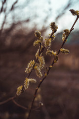 Pierwsze oznaki wiosny © Exploder