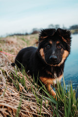 Owczarek niemiecki nad rzeką