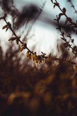 Pierwsze oznaki wiosny