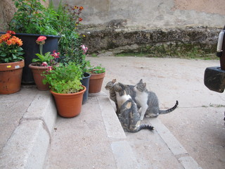 gatos