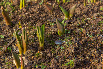 Young green shoots tulips in brown garden soil. Primroses in the garden. Spring flowers