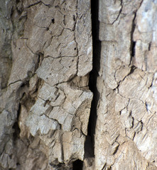 Close up of bark on a tree.