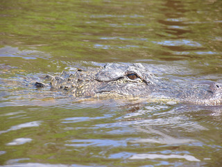 Everglades, Touring, Airboat, Alligator, Fish, Animals, Copeland, Florida, United States