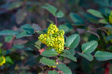 Yellow flowers of Mahonia bealei