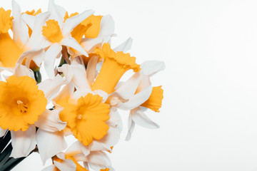 orange spring daffodils on a white background