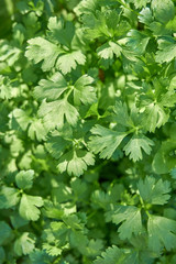 Fresh and organic parsley in the garden