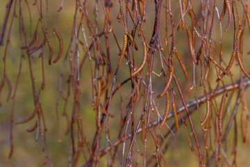 Birch branches with catkins in spring.  Beginning of pollen Allergy season. Selective focus.