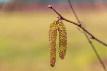 .Hazel branch with catkins in early spring. Beginning of pollen Allergy season. Selective focus.