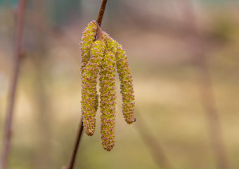 .Hazel branch with catkins in early spring. Beginning of pollen Allergy season. Selective focus.