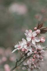 white pink blossom with green background