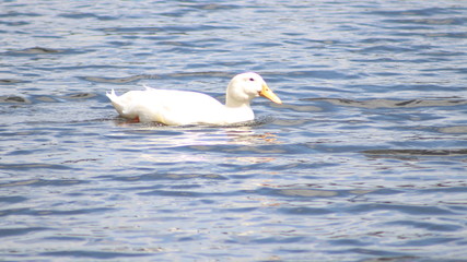 White goose
