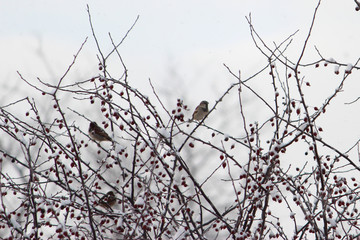 Winter Snow Birds