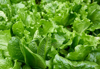 Fresh and organic lettuce in the garden
