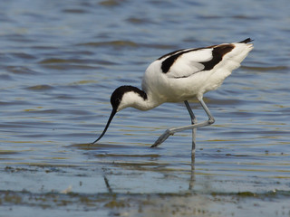 Pied Avocet 