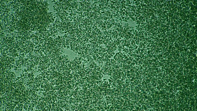 Colored microcosmic background of bacteria and sticks under the microscope. Theme of foods background is under 1000x magnification. Bacteria from an edible milk product such as kefir or yogurt.