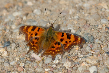 Brown black polygonia butterfly