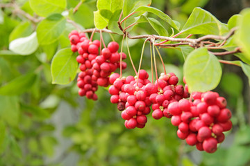 Red fruits of schisandra growing on branch in row. Schizandra on liana in garden