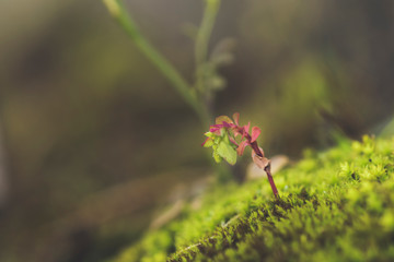macro fotografía de musgo y liquenes