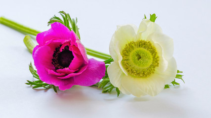 白とピンクのアネモネの花