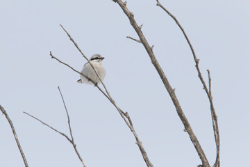 Northern shrike (Lanius borealis borealis) in winter