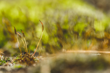 macro fotografía de musgo y liquenes