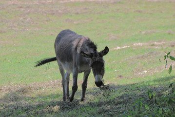 Asino in un pascolo