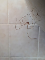 Reflection of Large Daddy Long Legs Spider in the Bathroom