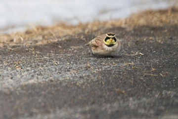 horned lark (Eremophila alpestris) in winter