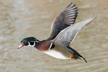 Wood duck drake in flight - Powered by Adobe
