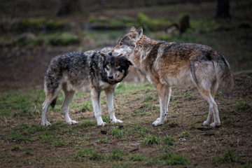 Europäischer Wolf Grauwolf
