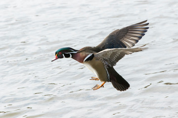 Wood duck drake in flight