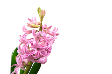 Photo of a pink hyacinth against a white background.