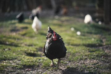 Small sustainable farm. Detail of feeding chicken. Feeding time.