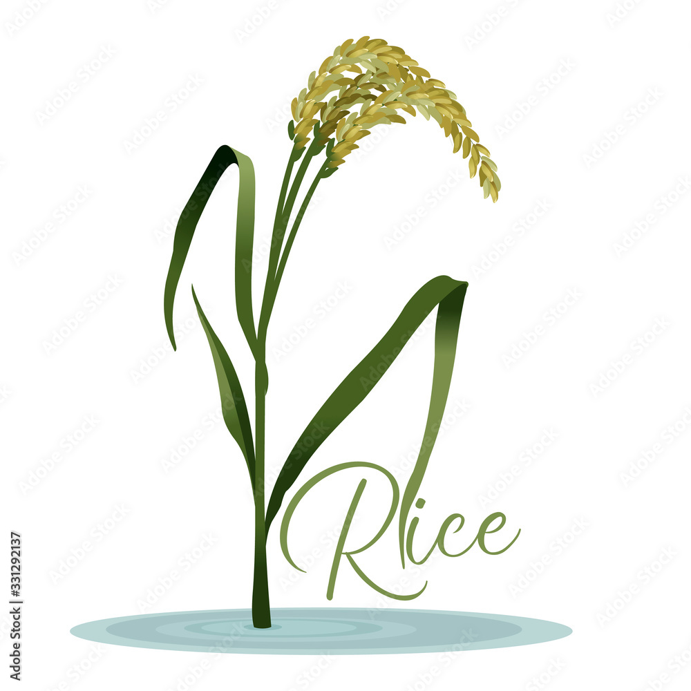 Canvas Prints Realistic Detailed 3d Rice Grain Plant. Vector