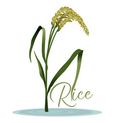 Realistic Detailed 3d Rice Grain Plant. Vector