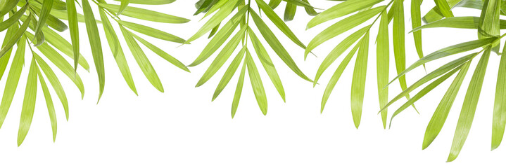 green leaves isolated on white background, banner,