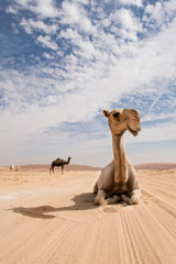 camels