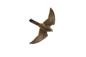 Common kestrel falco tinnunculus female in flight isolated on white. Cute fast falcon in wildlife.