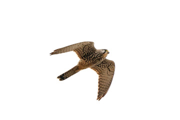 Common kestrel falco tinnunculus female in flight isolated on white. Cute fast falcon in wildlife.