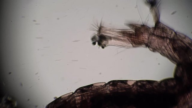 Larva mosquito Chironomidae moves in dirty water close-up in microscope. Theme of micro biology and scientific microscopy. Microscopic protozoa in a drop of water magnification. Microcosm background.