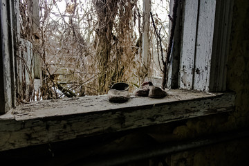 Country house in Krasne ghost village of Chernobyl Exclusion Zone, Ukraine