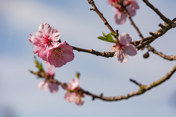 Markante rosa Blüten auf einem Kirschbaum in Deutschland
